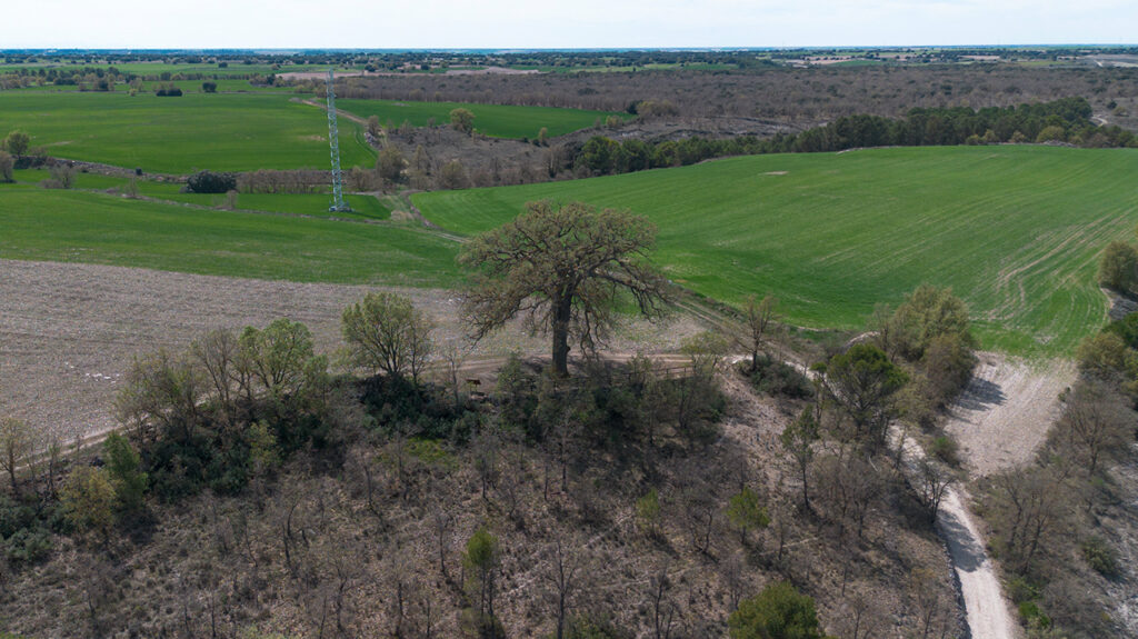 Panorámica aérea de la Mata Fombellida, un quejigo de más de cuatrocientos años que domina el borde del páramo frente a Hérmedes de Cerrato.