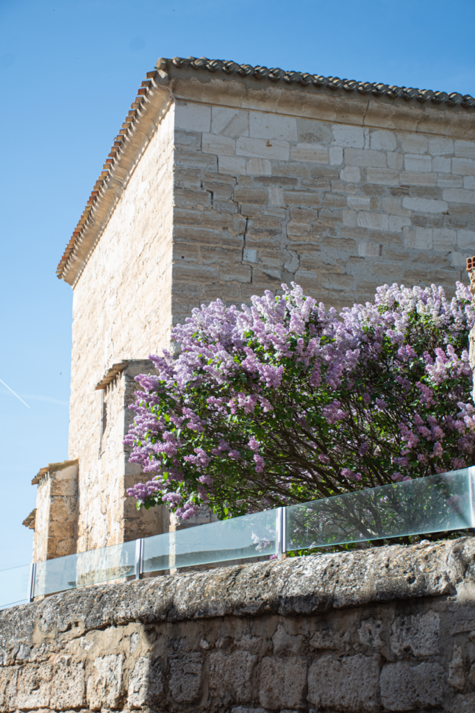 Muros de la iglesia de Nuestra Señora de la Asunción de Villaviudas. En primer término, lilas en plena floración.